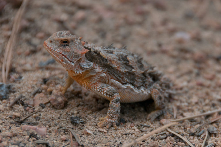 Lagarto-de-chifres: por que ele lança sangue pelos olhos?