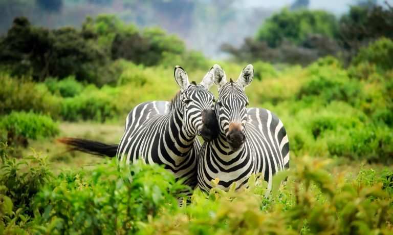 Por que as listras das zebras dificultam o pouso de moscas?