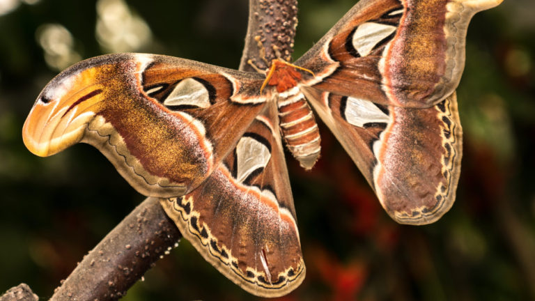 Mariposa-atlas: por que uma das maiores mariposas do mundo não come?
