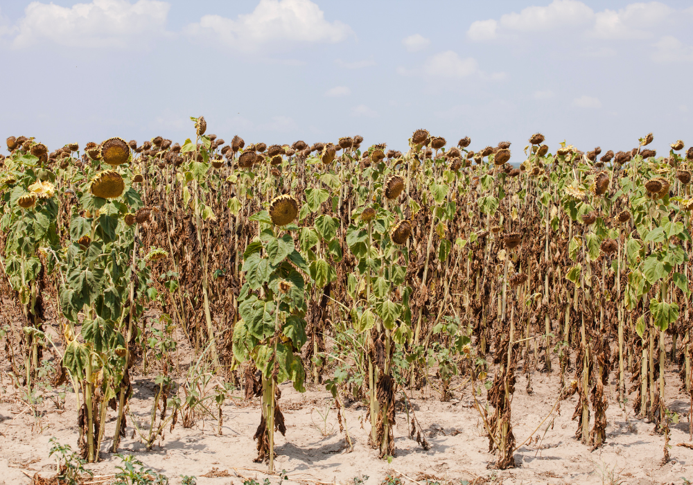 perda de plantações por causa do el nino